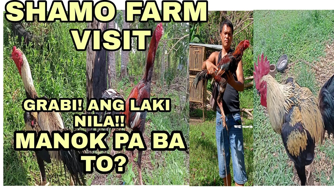 SHAMO CHIKEN FARM VISIT | TAYO NA! AT SILIPIN ANG NAGLALAKIHANG MGA SHAMO NA MANOK