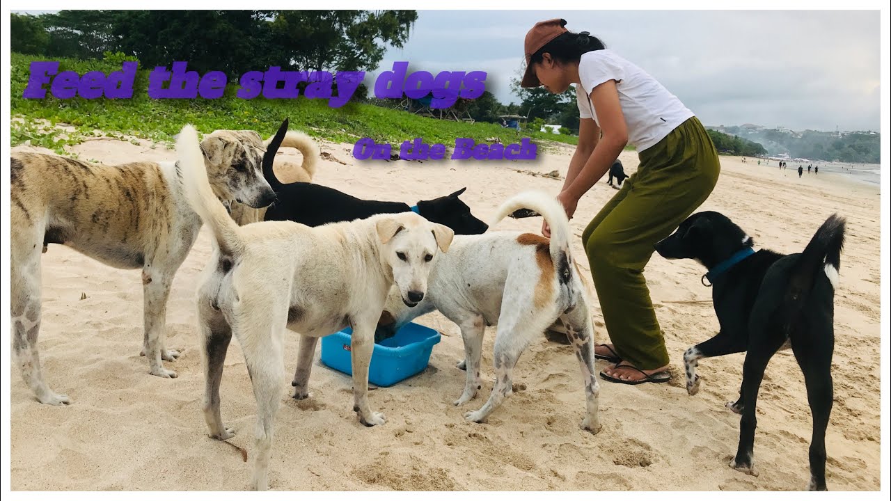 Feed the stray dogs on the beach [StreetDogsCH] #dog #puppy #streetfeeding #straydogs