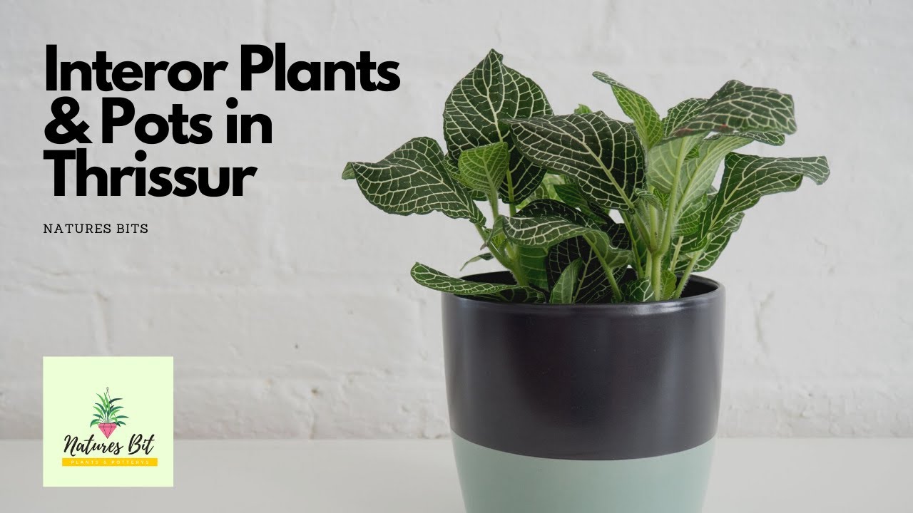 Natures Bits Thrissur - Interior Plants in Thrissur | Interior Plant Pots | Decoratiove Air Plants