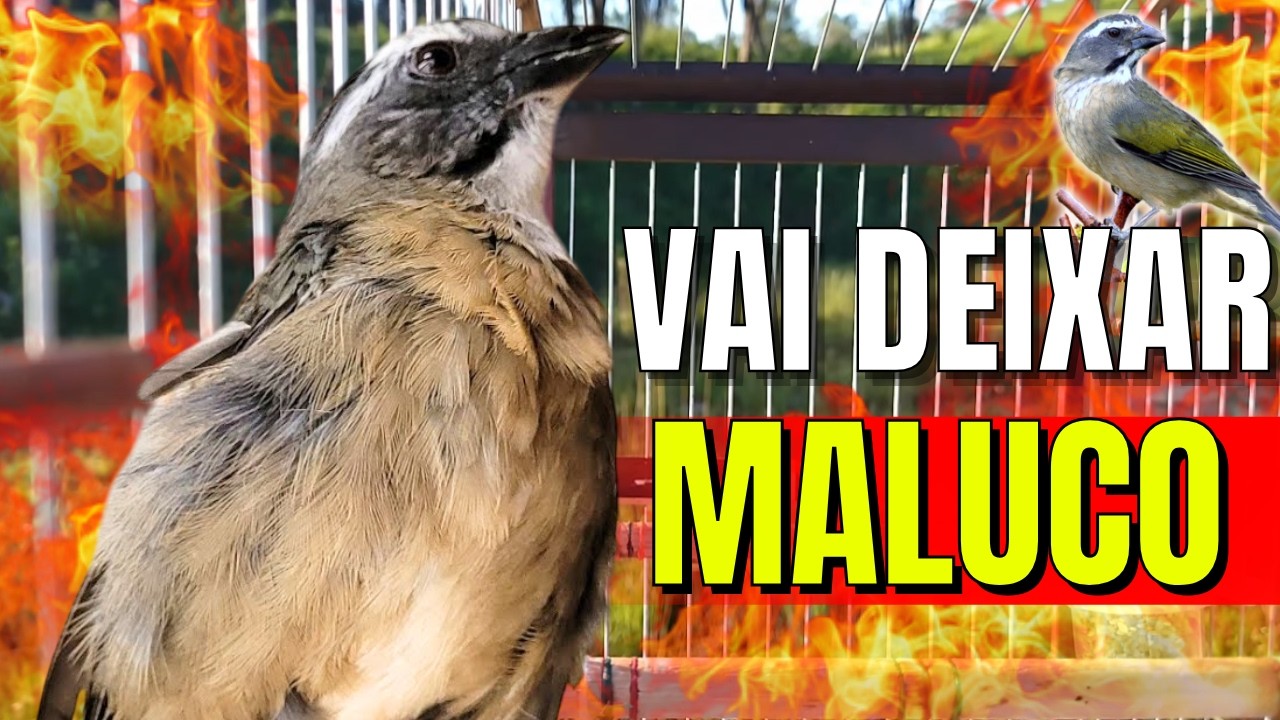 MELHOR Trinca ferro cantando Para Esquentar Trincaferro FRIO Com Trinca ferro Macheando  Trincaferro