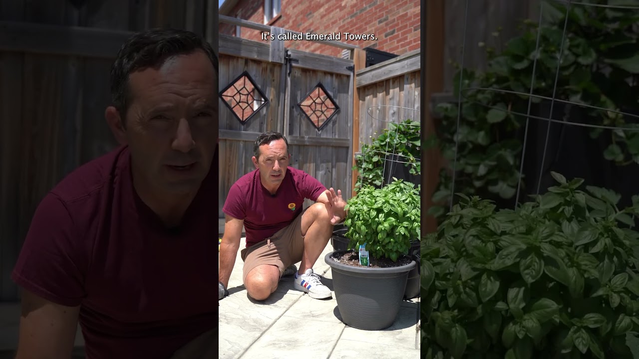 WHY YOU SHOULD PLANT BASIL AND TOMATOES TOGETHER 🌱🍅🌿 #gardening