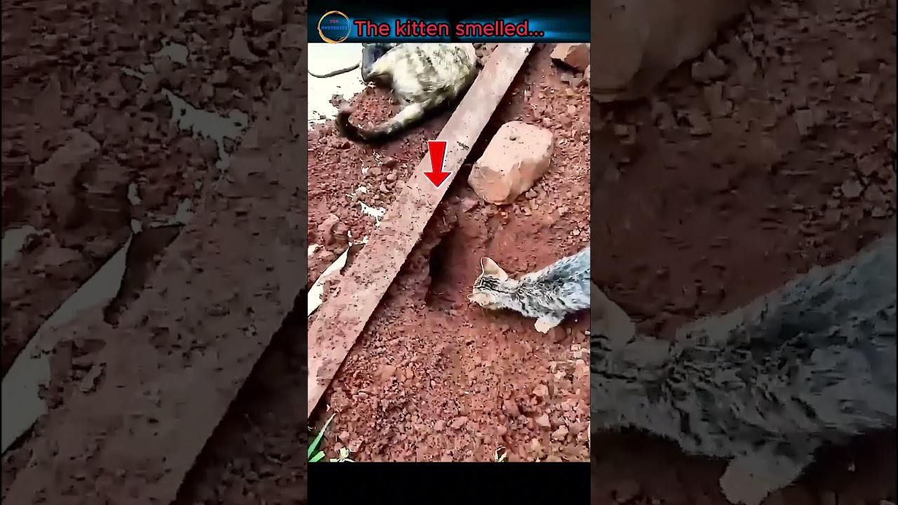 Cat vs Mouse | Real-Life Tom & Jerry Moment! 🎬