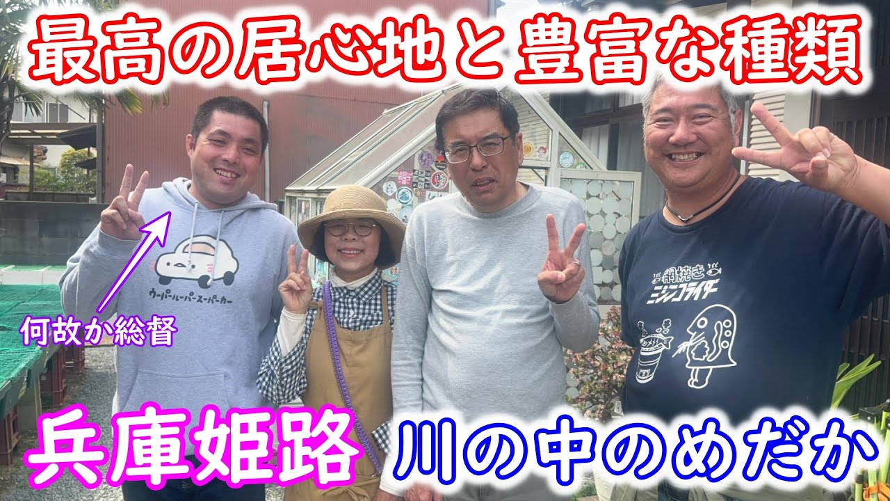 【めだか】日本一居心地の良いめだか屋　川の中のめだかさんに遊びに行ってきました。Ｂ型おやじ