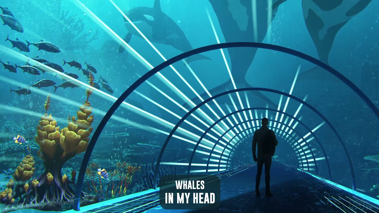 Whales - In My Head | Subsidia