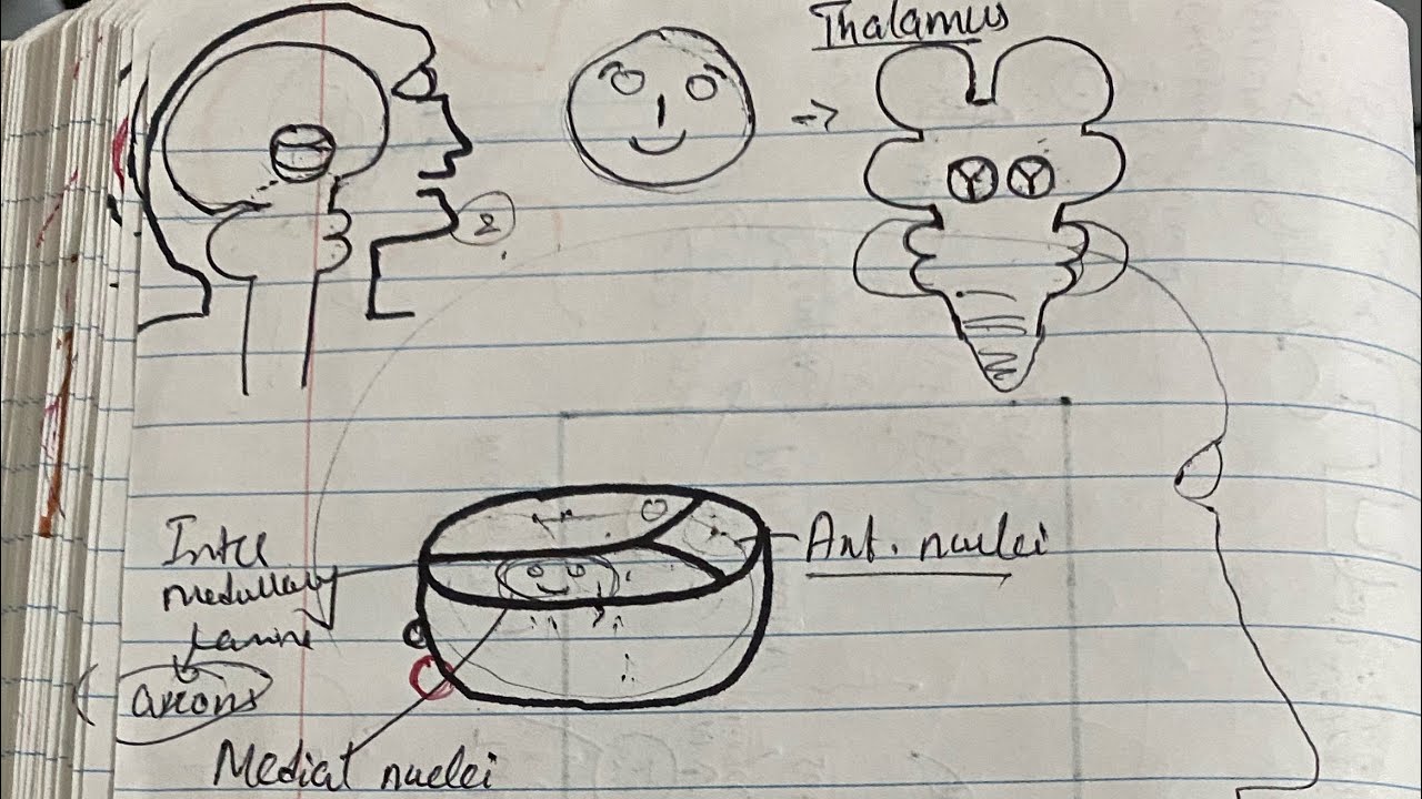 THALAMUS AND ITS FUNCTION 1 | NEUROLOGY