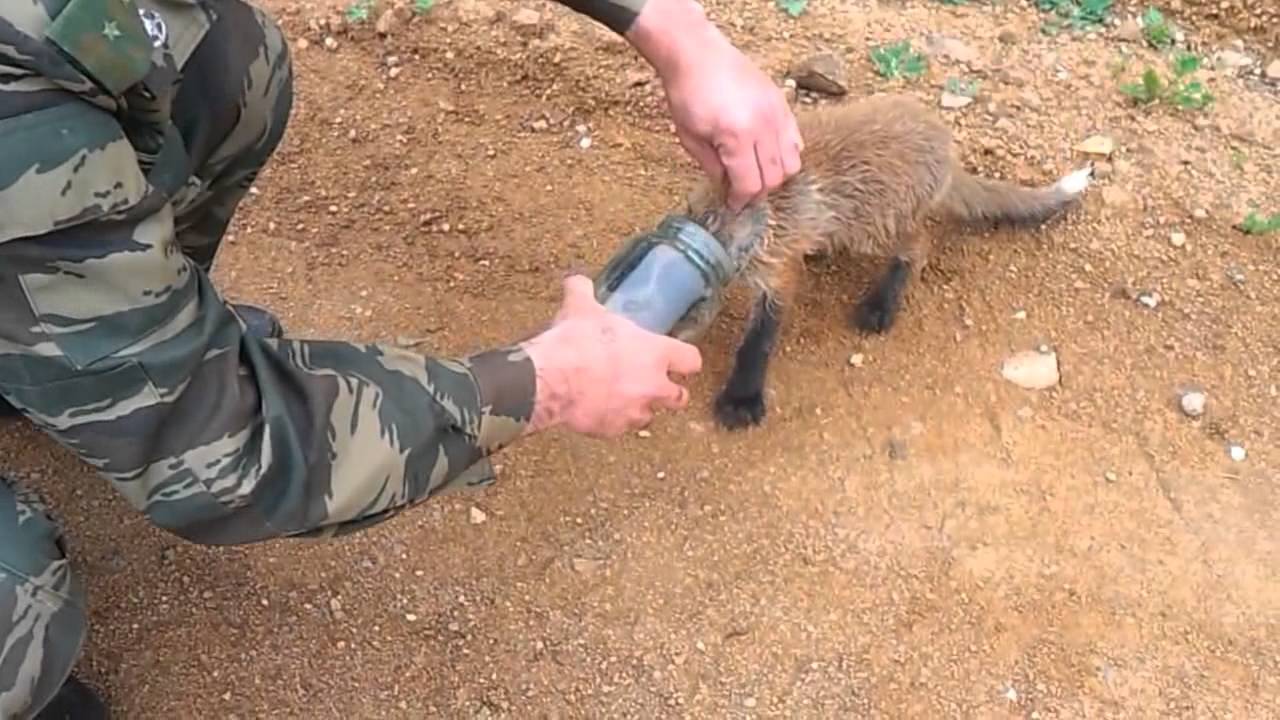 fox rescue