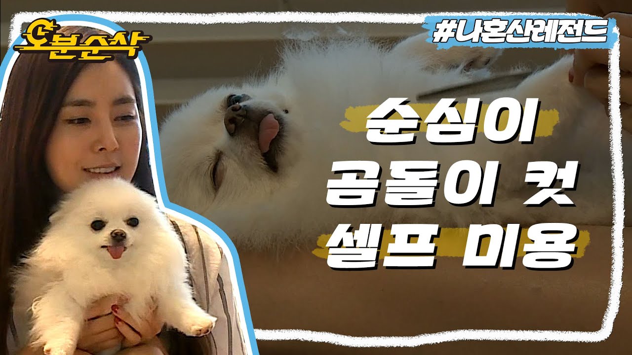 순심 전용 디자이너 한채아의 곰돌이 컷 셀프 미용🐶 | 나혼자산다⏱오분순삭 MBC160624방송