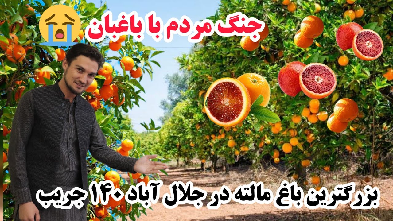 بزرگترین باغ  های مالته شهر جلال آباد ولایت ننگرهار، جنگ مردم بالای مالته؟ Jalalabad