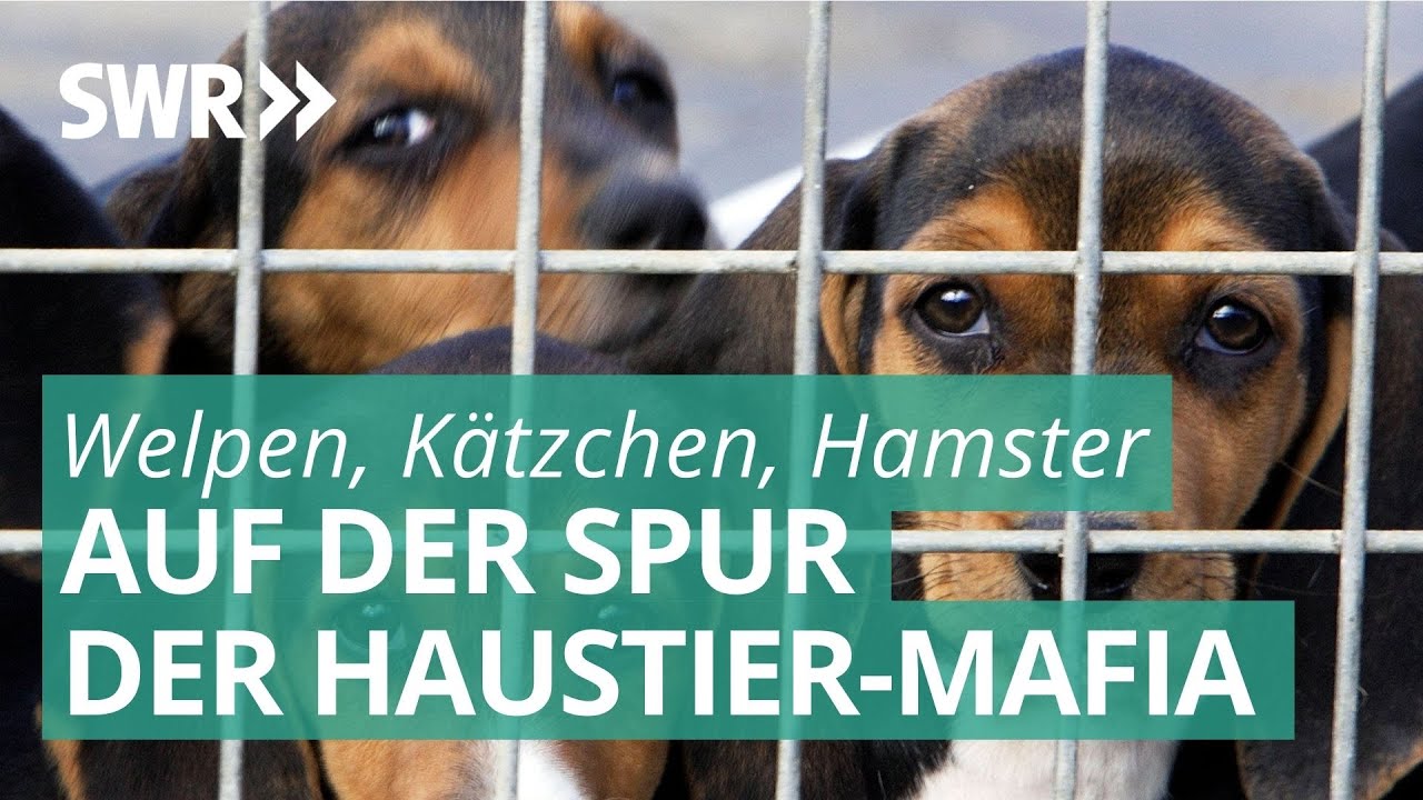 Das Geschäft mit unseren Haustieren | Marktcheck deckt auf SWR