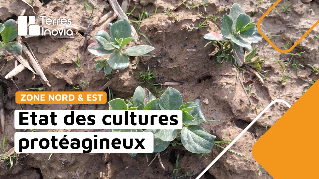 Zone Nord & Est - Etat des cultures protéagineux (février 2026)