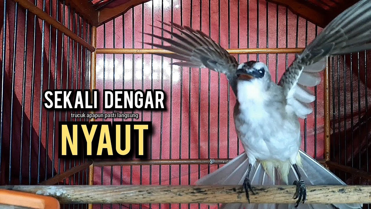 trucukan gacor ROPEL PANJANG buat pancingan trucukan agar bunyi JADIKAN burung trucuk gacor NYAUT