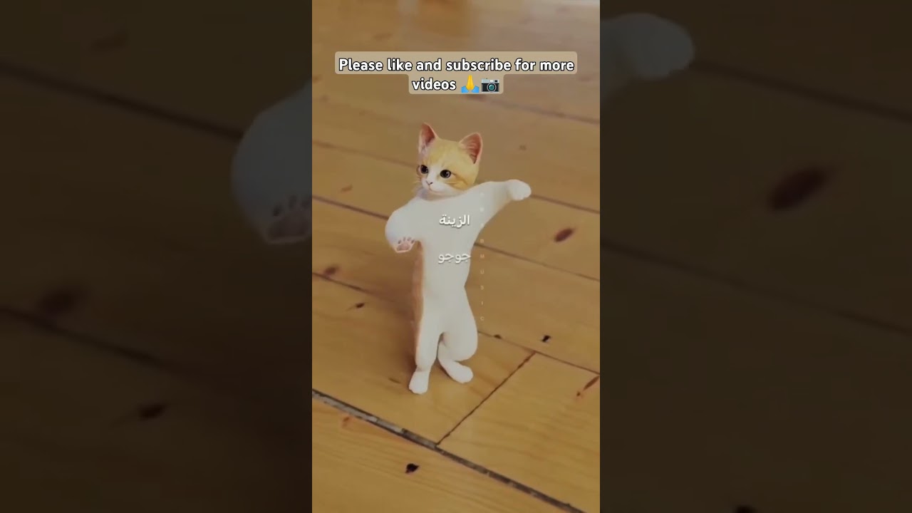 jiju jiju cat 🐈😺 dance for more videos 📸📷🎥