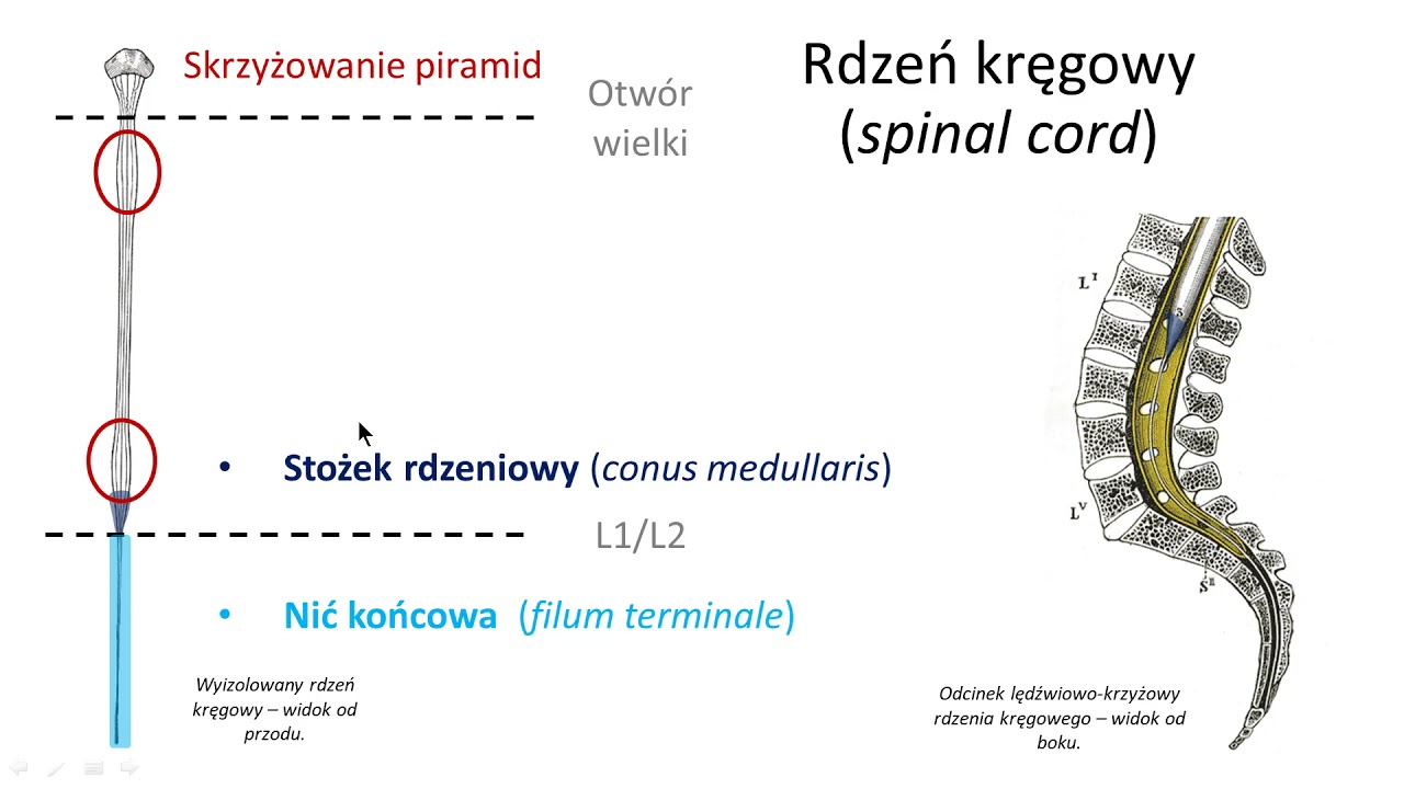 Rdzeń kręgowy (wstęp)