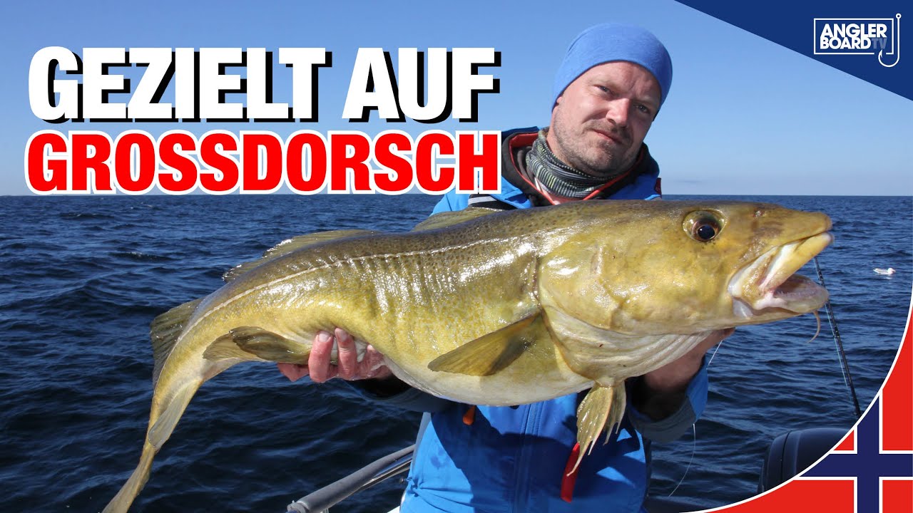Angeln in Norwegen | Fischen auf Dorsch | Stellen, K&ouml;der, Tipps & Tricks zum Fangen | Anglerboard TV