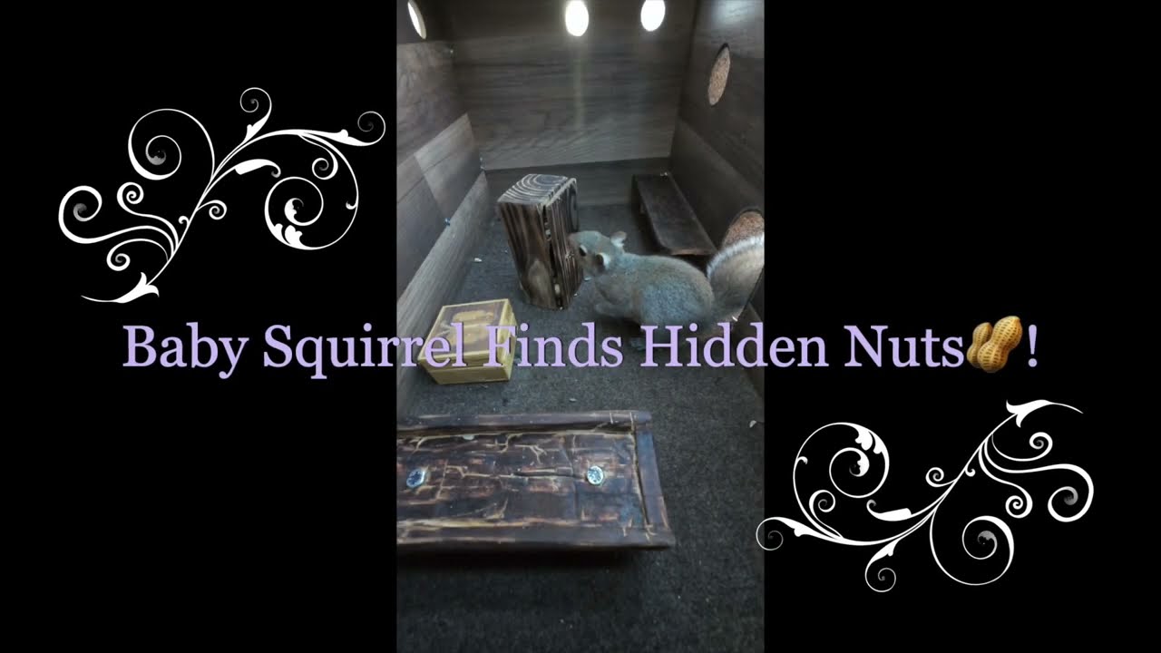 Young Squirrel Finds Hidden Nuts!!!🐿️🥜🌰(long version)#cute #squirrel #wildlife