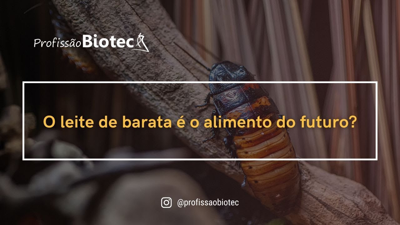 O leite de barata é o alimento do futuro?