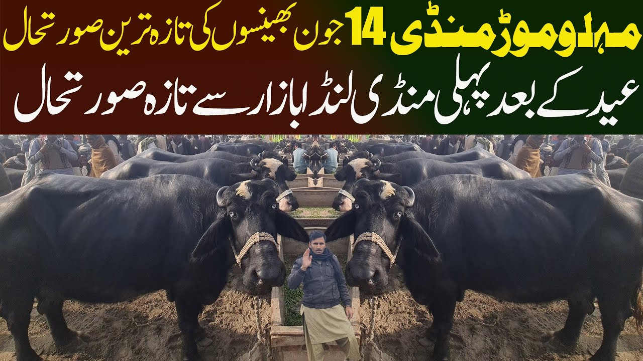 Buffalo Market Malumor 14 June 2025 Update Landa Bazar  Update - Malumor Mandi - Cow Mandi Pakistan