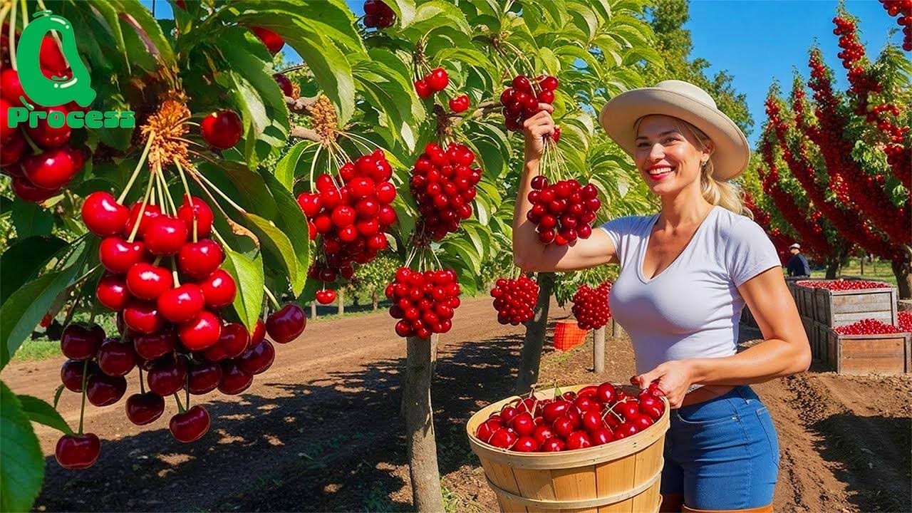 How Millions of Tons of Cherries Are Harvested & Processed 🍒  Modern Agricultural Technology
