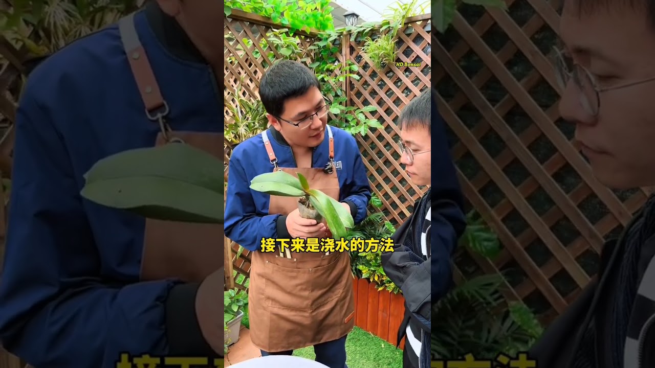 C&aacute;ch chăm s&oacute;c hoa lan đơn giản