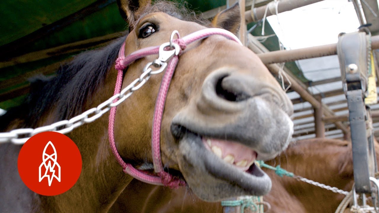 How-Slow-Can-You-Go Horse Racing in Hokkaido