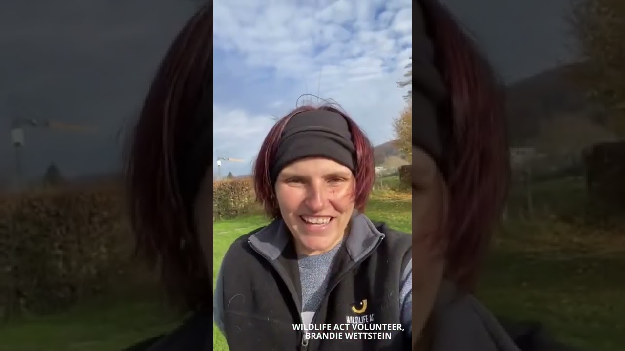International Volunteer Day with Wildlife ACT