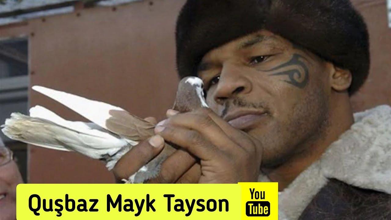 Quşbaz Mayk Tayson 🕊️ (Mike Tyson Pigeons)