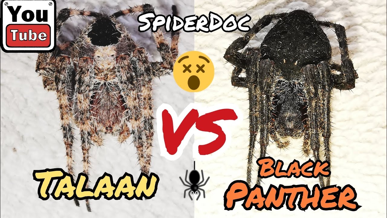 CEBU SPIDER GAMING: TALAAN vs BLACK PANTHER. Epic ComeBack. Spider Fight! Fast Fight.
