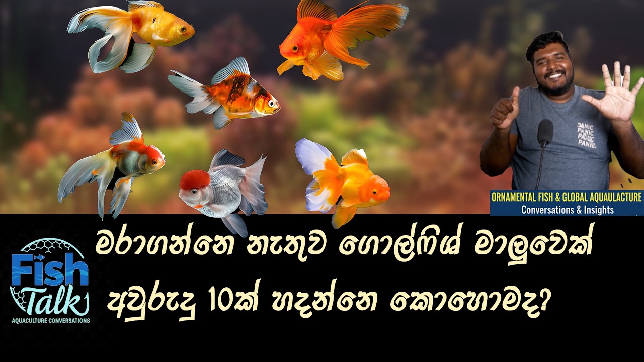 Fish Talk Podcast 06 | Best Gold Fish Care Tips in Sri Lanka