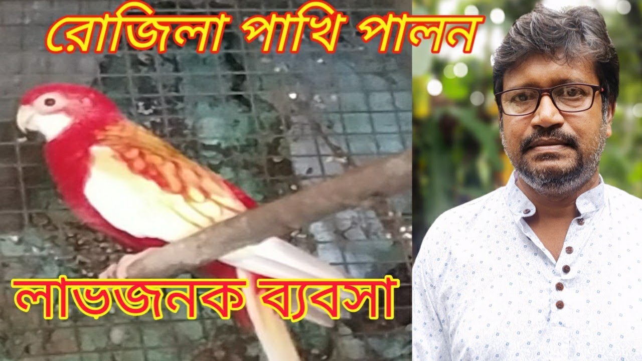 Rosella birds farming || রোজেল্লা পাখির খামার ||