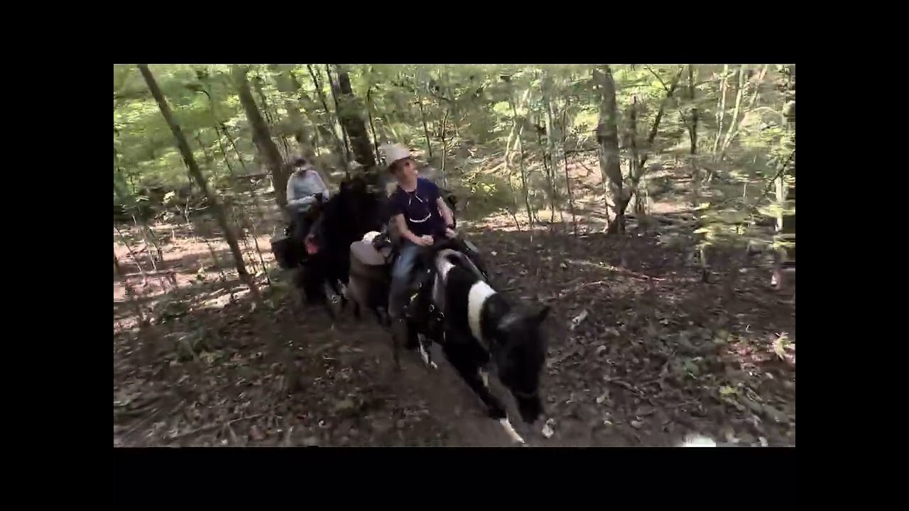 GAITED SPOTTED SADDLE PONY GELDING