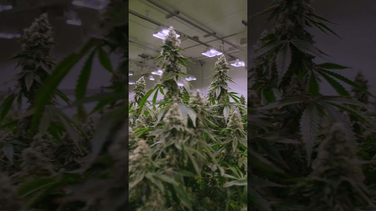 Jungle Boys LA Kush Cake
