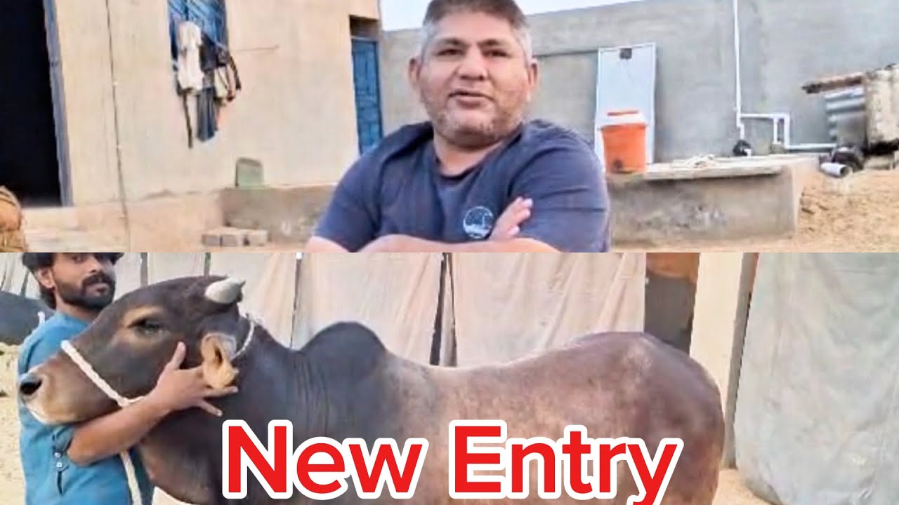 New Entry | Punjab Tour || Boss Cattle Farm