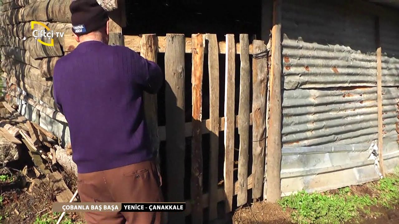 ÇOBANLA BAŞ BAŞA/YENİCE-ÇANAKKALE