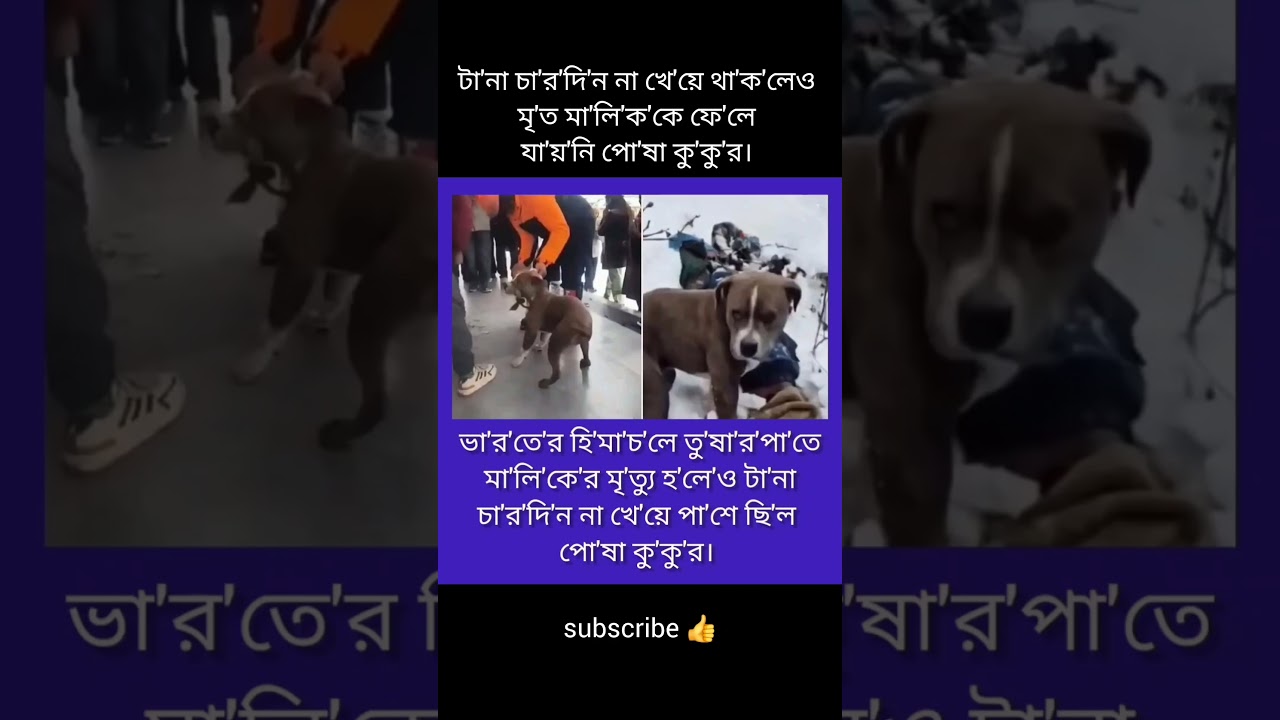 এটাই বিশ্বস্ততা। 