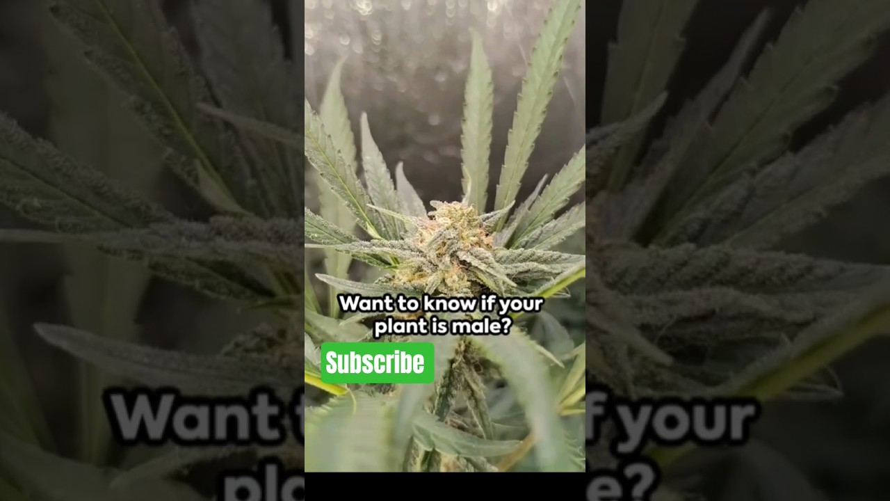 WeedWisdom how do I know if my plant is male or female? How to sex your marijuana.