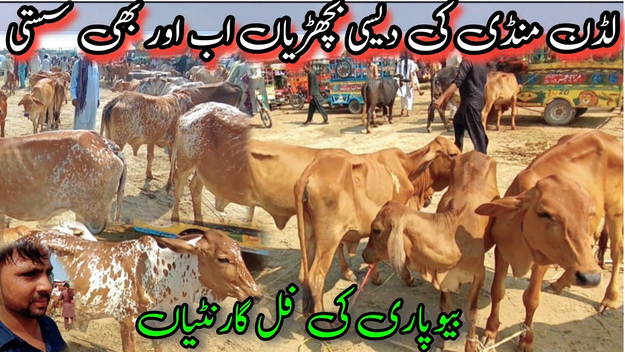 لڈن منڈی میں پیور چولستانی ساہیوال دیسی بچھڑیوں کے آج کے نئے ریٹ / بچھڑی فارمنگ کی زبردست نسل