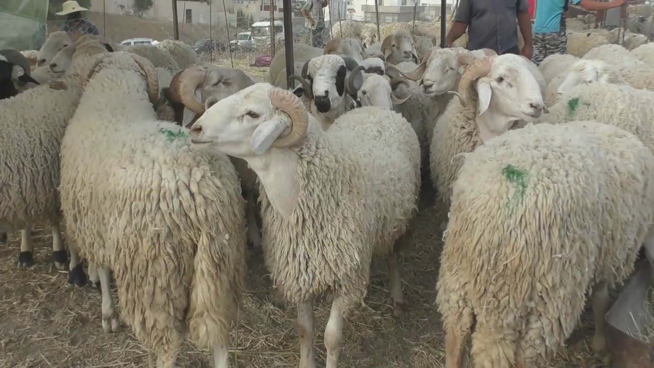 علوش العيد ...أسعار خيالية في رحبة  و مواطنون يقاطعون علوش العيد هذا العام