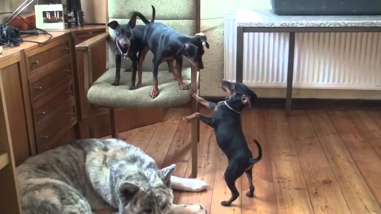 Akita und Zwergpinscher