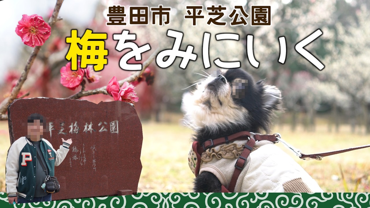 【愛知】平芝公園の梅林をお散歩【豊田】
