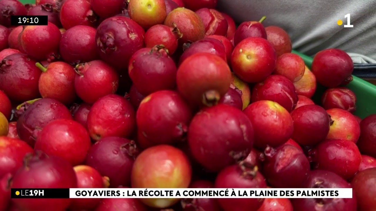 Saison des goyaviers : la récolte a débuté depuis fin mars à la Plaine-des-Palmistes