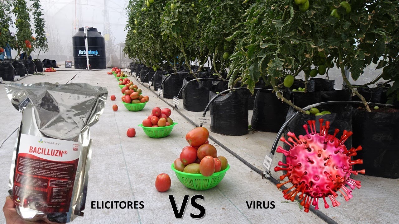 #3. 👨‍🔬🧪 Qué INDUCTOR de DEFENSA es MEJOR contra 🦠 Virus Rugoso del Tomate (ToBRFV).