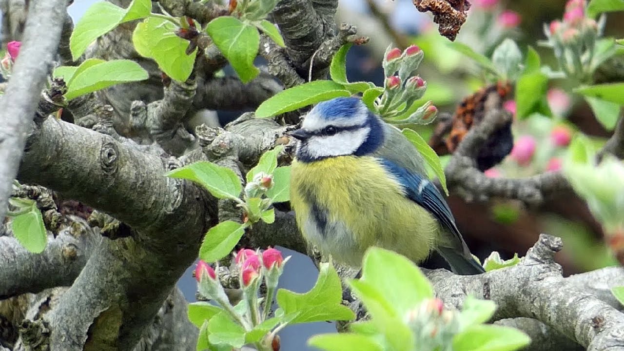 A Blue Tit Singing - Bird Songs and Calls