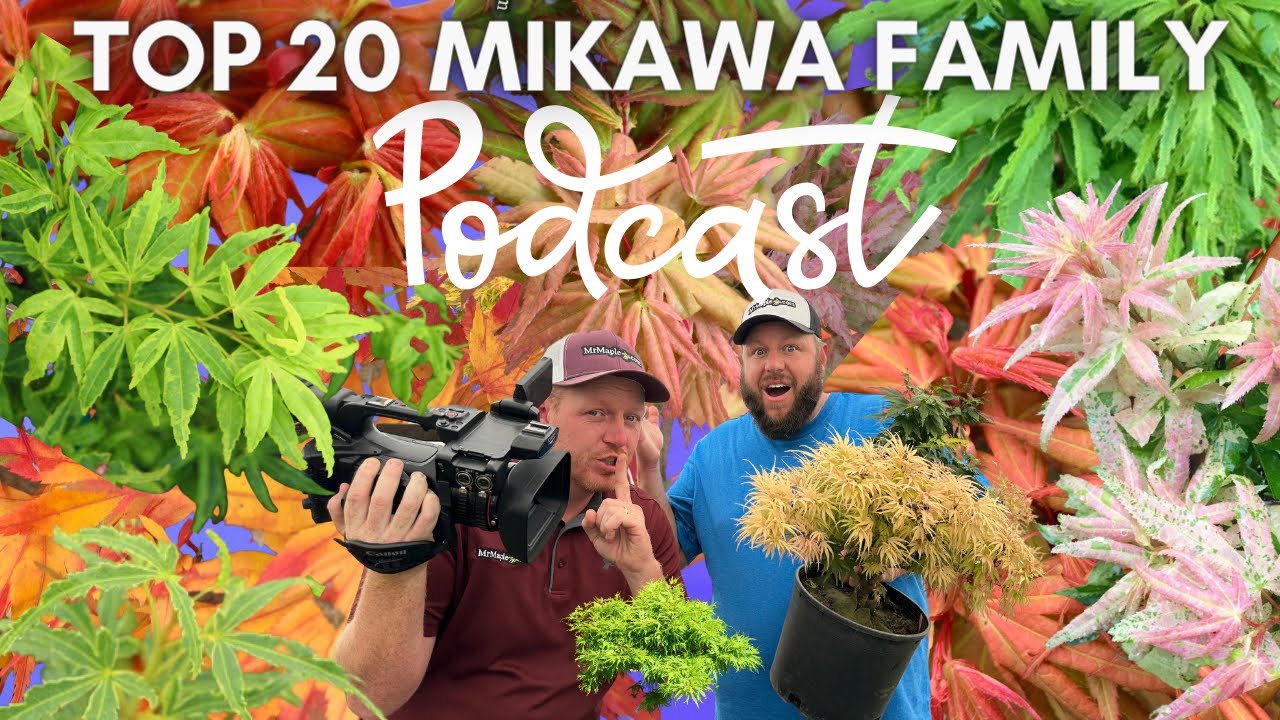 Top 20 Japanese Maples in the Mikawa Yatsubusa Family! | Dwarf Compact Maples with Bonsai Style