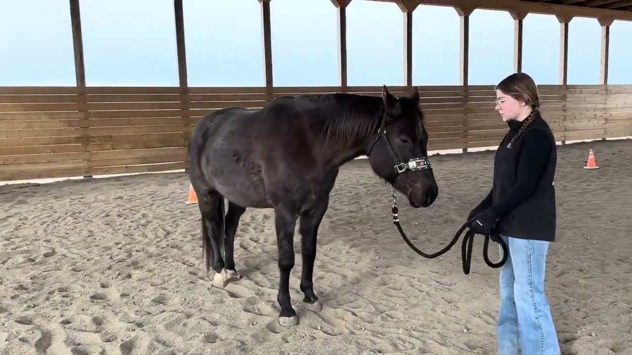 Cadence and Billy ranch conformation