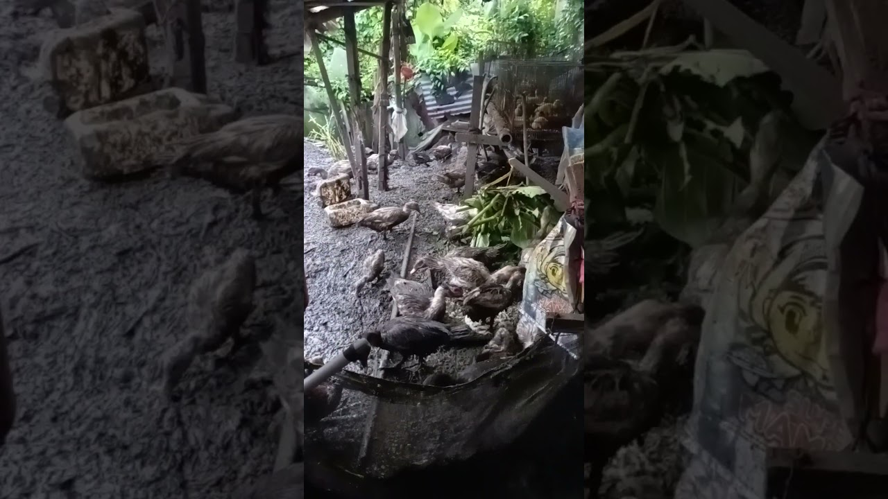 duck farming organik