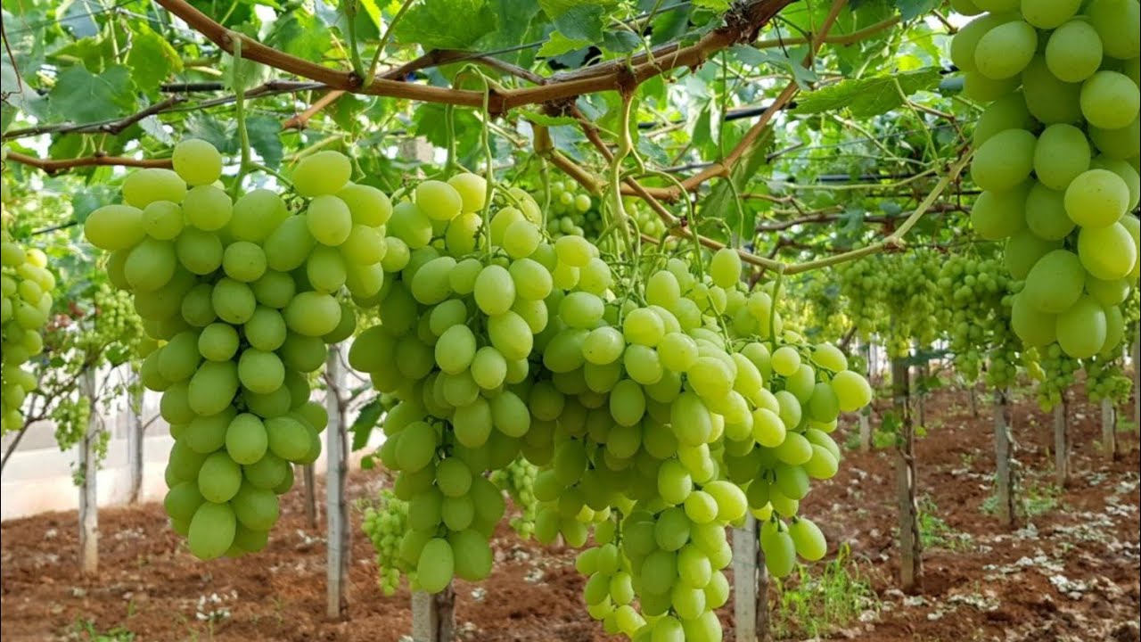 لهذا السبب شجرة العنب لا تثمر اتعلم الطريقة الصح وادعيلي