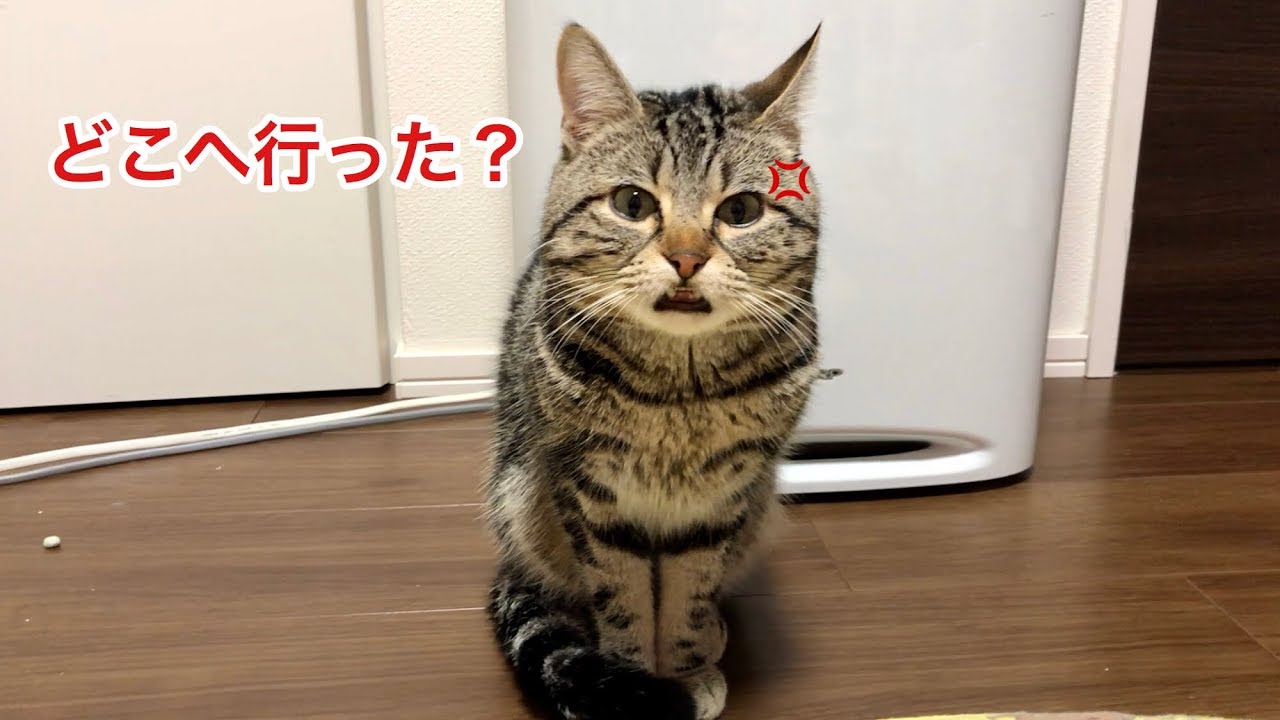 妹の不在が寂し過ぎて激しく鳴きながらあちこち探し回る猫ｗ