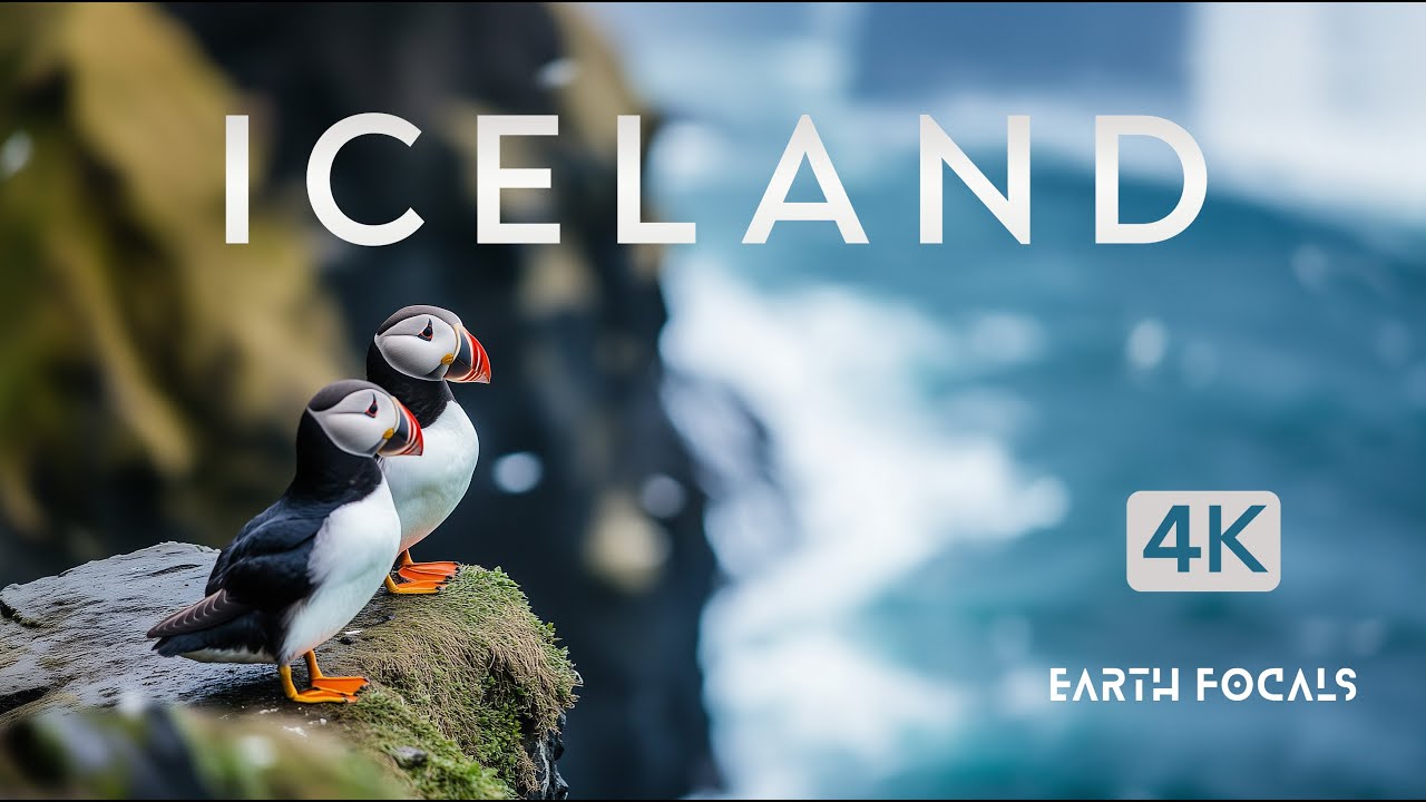 Home of Puffins - Iceland - A Cinematic Film - 4K