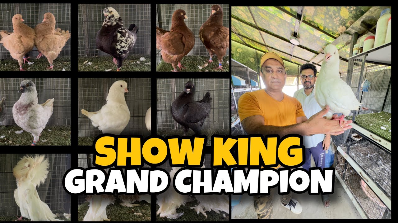 Fancy Pigeons imported Breed | King Show Pigeons | Jacobin pigeons | Frillback Pigeons