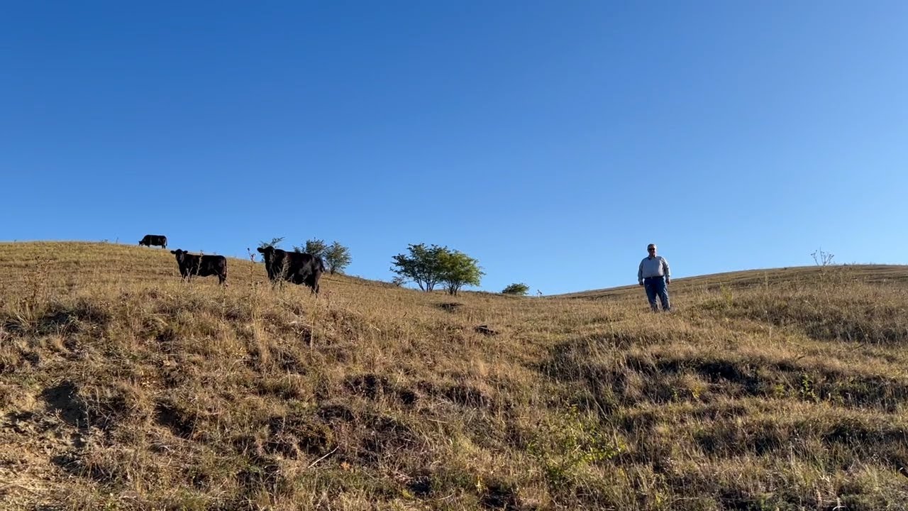 Antreprenor de nevoie. Cosmin Moldovan, Carmangeria Moldovan